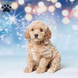 Sunshine, Mini Goldendoodle Puppy